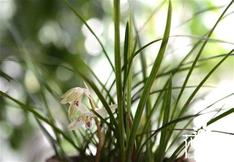 白色蘭花招財|【蘭花風水】蘭花風水「一命、二運」！客廳擺放蘭花注意這些禁。